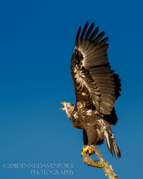 _MG_0228-Edit20110201RNWR
