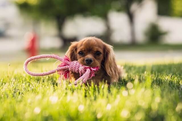 Photograph taken by Pexels.com pexels-photo-117486