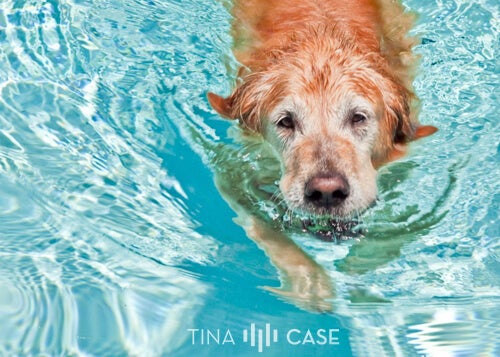 Swimming Golden Retriever Swimming Dog