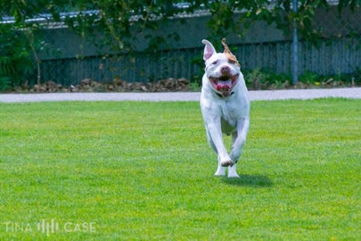 Can your pet be "off-leash" at the park? Be sure to follow all the rules at a public park.