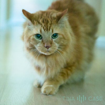 Crouching cat. Crouching cat.