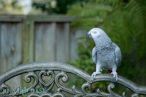 African Grey Parrot on a Park Bench This photo makes a great greeting card or printed piece for your home.