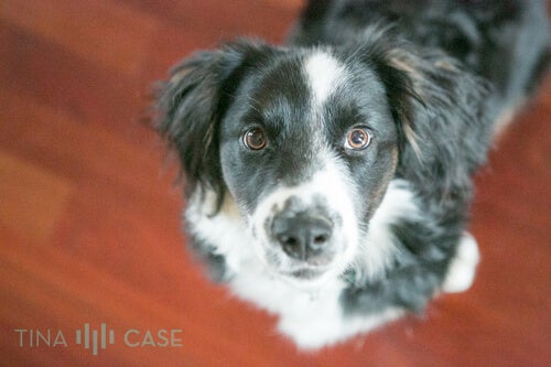 Look Up! Capture a photo from different angles to capture a pet's perspective.