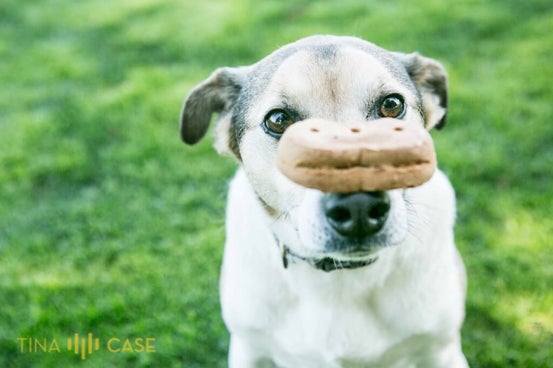 Treat Time? Can your pet have a treat during a photo session.