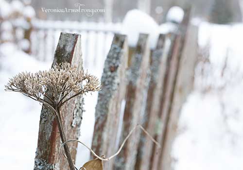 veronica-armstrong-printique veronica-armstrong-photographer